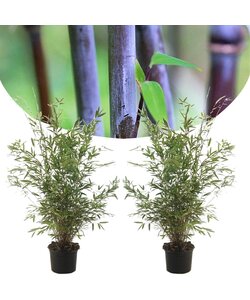 Fargesia nitida 'Gansu' - Set di 2 - Bambù viola scuro - ⌀17cm - Altezza 50-70cm