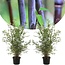 Bambu Gansu - Sæt med 2 - Bambus - ø17cm - Højde 50-70cm
