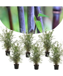 Bambu nitida Gansu - Sæt med 6 - Bambus - ø17cm - Højde 50-70cm