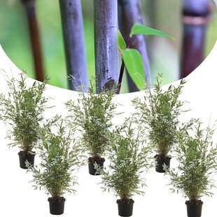 Fargesia nitida Gansu - Set of 6 - Non-growing Bamboo - ø17cm - Height 50-70cm
