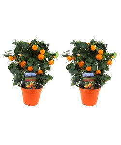 Citrus Calamondin on rack - Set of 2 - Tangerine - ø14cm - Height 35-40cm