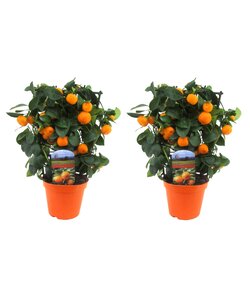 Citrus Calamondin på stativ - Sæt med 2 - Mandarin - ⌀14cm - Højde 35-40cm