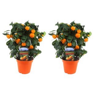 Citrus Calamondin on rack - Set of 2 - Tangerine - ø14cm - Height 35-40cm