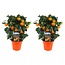 Citrus Calamondin sur support - Set de 2 - Pot 14cm - Hauteur 25-40cm