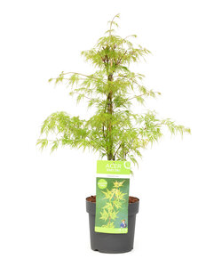 Acer palmatum 'Emerald Lace' - Japanse Esdoorn - Pot 19cm - Hoogte 60-70cm