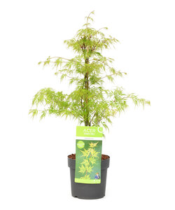 Japansk Ahorntræ - Acer palmatum 'Smaragd spets' - Træ - ø19cm - Højde 60-70cm
