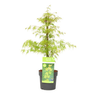 Acer palmatum 'Emerald Lace' - Japanese Maple tree - ø19cm - Height 60-70cm
