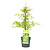 Acer palmatum 'Emerald Lace' - Érable japonais - Pot 19cm - Hauteur 60-70cm