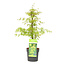 Acer palmatum 'Emerald Lace' - Japanese Maple tree - ø19cm - Height 60-70cm