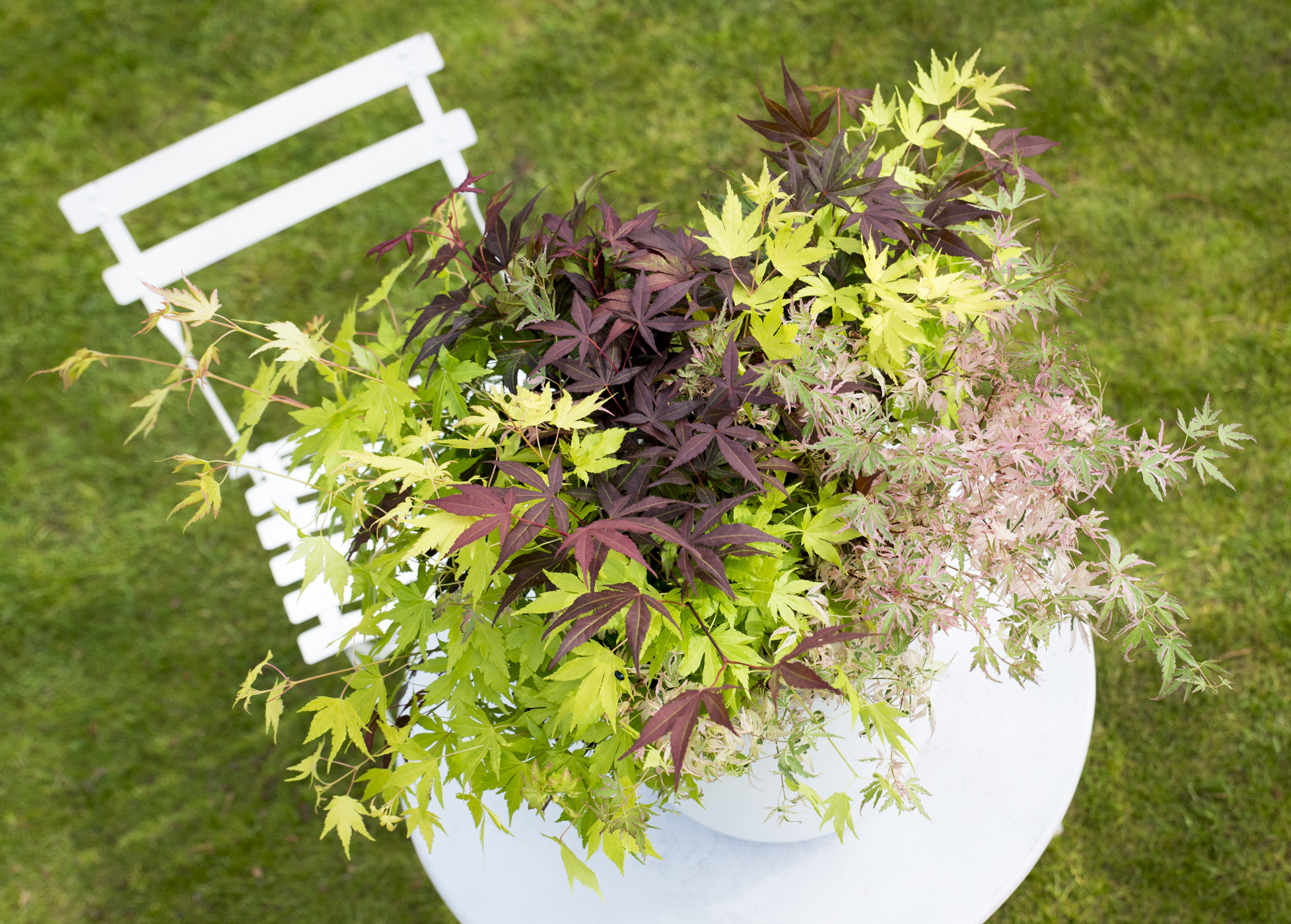 Acero giapponese: come coltivarlo in vaso - Guida Giardino