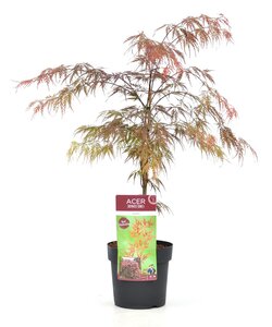 Acer palmatum 'Garnet' - Érable japonais - Pot 19cm - Hauteur 60-70cm