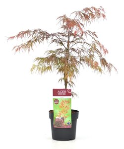 Acer palmatum 'Garnet' - Klon Japoński - ⌀19cm - Wysokość 60-70cm
