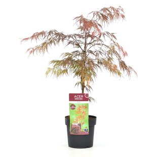 Acer palmatum Garnet - Japanischer Ahorn - Topf 19cm - Höhe 60-70cm