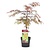 Granate Acer palmatum - Arce japonés - Maceta 19 cm - Altura 60-70cm