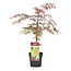 Acer palmatum 'Garnet' - Japanse Esdoorn - Pot 19cm - Hoogte 60-70cm