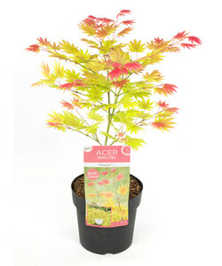 Acer palmatum 'Moonrise' - Japanese maple - ø19cm - Height 40-50cm