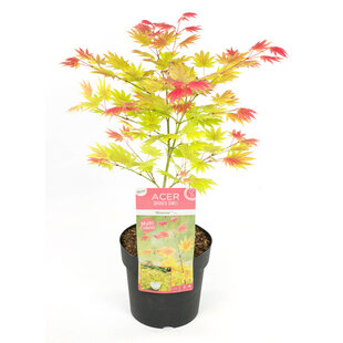 Acer palmatum 'Lever de lune' - Érable japonais - Pot 19cm - Hauteur 40-50cm