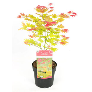 Acer palmatum 'Moonrise' - Japanese maple - ø19cm - Height 40-50cm