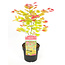Acer palmatum 'Moonrise' - Acero giapponese - Vaso 19 cm - Altezza 40-50 cm