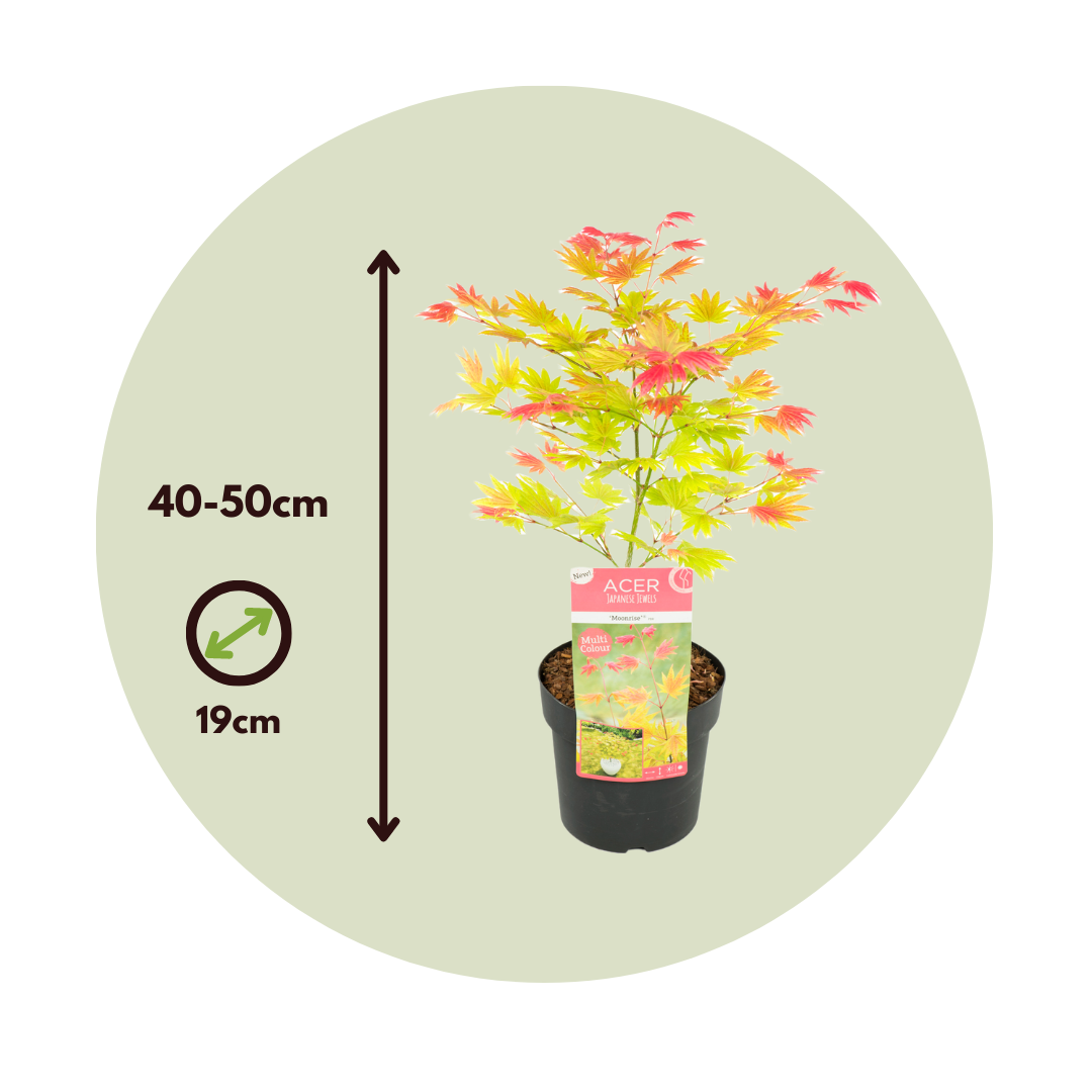 Acer palmatum 'Moonrise' - Érable du Japon - Pot 19cm - Hauteur 40-50cm -  FloraStore