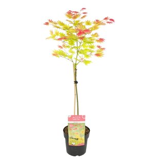 Acer palmatum 'Moonrise' - Japanese maple - Pot 19cm - Height 80-90cm