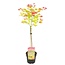Acer palmatum 'Moonrise' - Acero giapponese - Vaso 19cm - Altezza 80-90cm