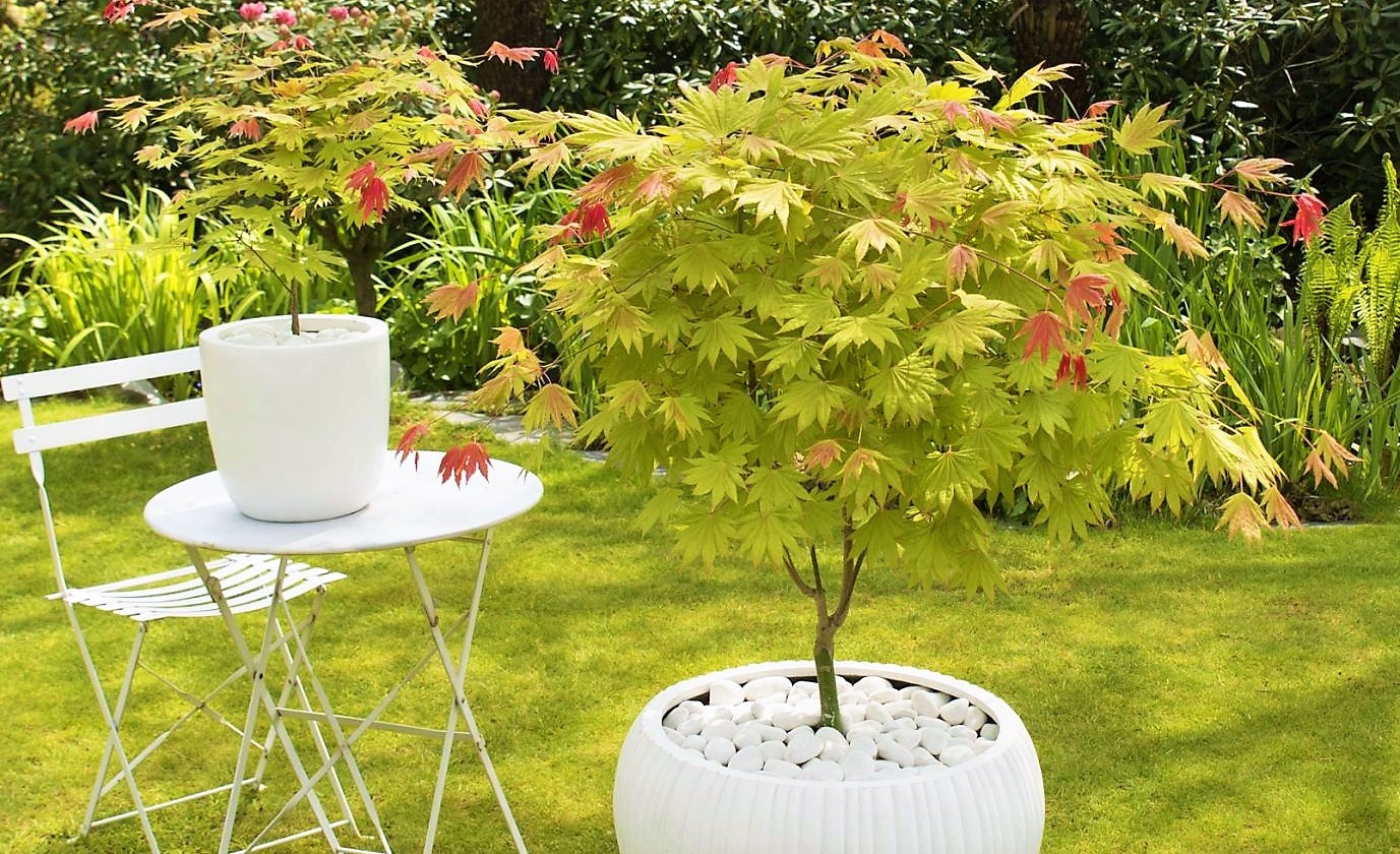 Acer in pot deals