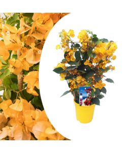 Bougainvillea 'Dania' - Gelbe Blüten - Schlingpflanze - Topf 17cm - Höhe 50-60cm