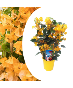 Bougainvillea 'Dania' - Gule blomster - Klatreplante - ø17cm - Højde 50-60cm