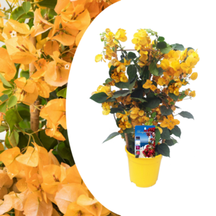 Bougainvillea 'Dania' - Gelbe Blüten - Schlingpflanze - Topf 17cm - Höhe 50-60cm