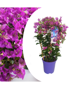 Bougainvillea 'Alexandra' - Klimplant - Tuinplant - Pot 17cm - Hoogte 50-60cm