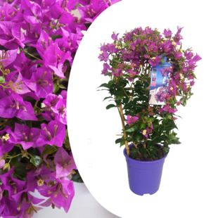 Bougainvillea 'Alexandra' - Climbing plant - ø17cm - Height 50-60cm