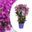 Bougainvillea 'Alexandra' - Violet - Plante jardin - Pot 17cm - Hauteur 50-60cm
