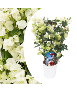 Bougainvillea 'Dania' - White flowers - Climbing plant - ø17cm - Height 50-60cm