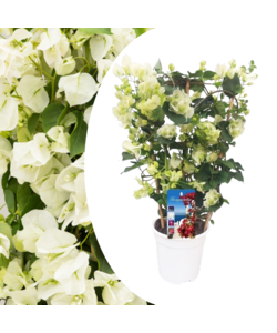 Bougainvillea op rek 'Dania' - Witte bloemen - ⌀17cm - Hoogte 50-60cm