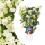 Bougainvillea 'Dania' - White flowers - Climbing plant - ø17cm - Height 50-60cm