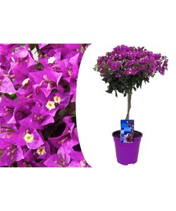 Bougainvillea på stilk - Lilla blomster - Krukke 17cm - Højde 50-60cm