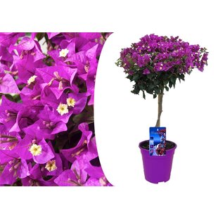 Bougainvillea Stem - Purple flowers - Garden plant - ø17cm - Height 50-60cm