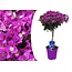 Bougainvillea Stem - Purple flowers - Garden plant - ø17cm - Height 50-60cm