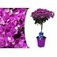 Bougainvillée sur tige - Fleurs violettes - Pot 17cm - Hauteur 50-60cm