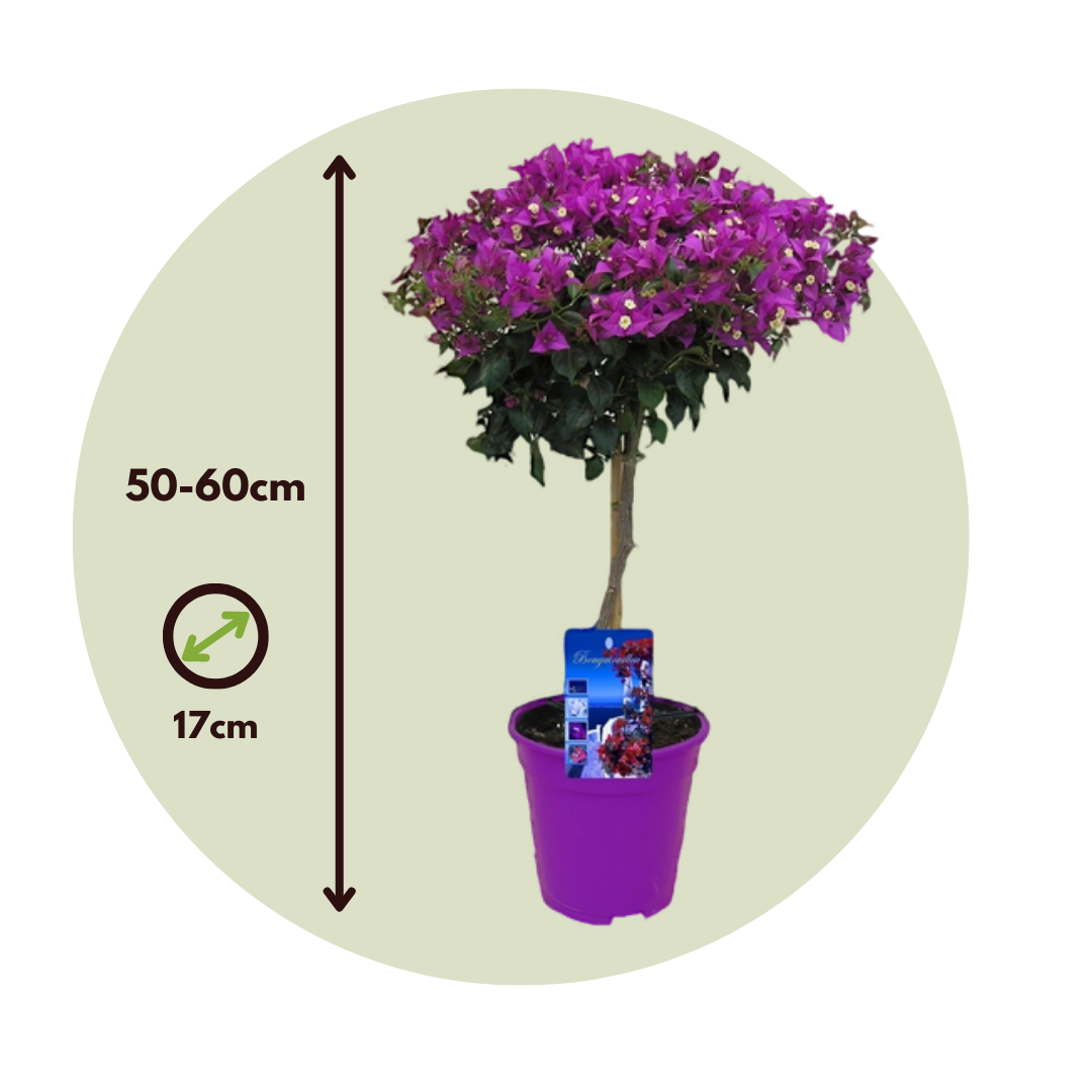 Bougainvillea auf Stiel Lila Blüten Gartenpflanze Topf 17cm