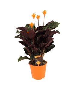 Calathea Crocata - Houseplant - ø14cm - Height 40-50 cm