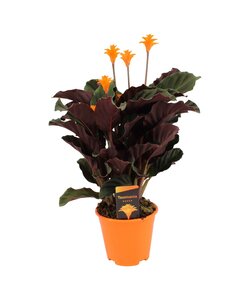 Calathea Crocata - Luchtzuiverend - Pot 14cm - Hoogte 40-50cm