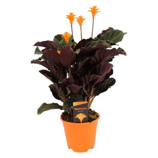 Calathea Crocata - Korbmarante - Topf 14cm - Höhe 40-50cm