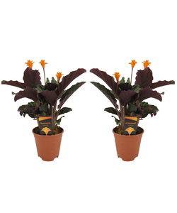 Calathea crocata - 2er Set - Korbmarante - Topf 14cm - Höhe 40-50cm