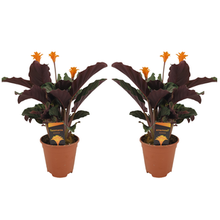 Calathea Crocata - Set of 2 - Houseplant - ø14cm - Height 40-50 cm