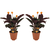 Calathea Crocata - 2 sztuki - Oczyszczanie powietrza - ⌀14cm - W40-50 cm