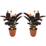 Calathea Crocata - 2 sztuki - Oczyszczanie powietrza - ⌀14cm - W40-50 cm