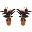 Calathea crocata - Juego de 2 - cesta frágil marante - ⌀14 cm - Altura 40-50cm
