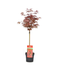 Acer palmatum 'Shaina' - Érable japonais - Pot 19cm - Hauteur 80-90cm